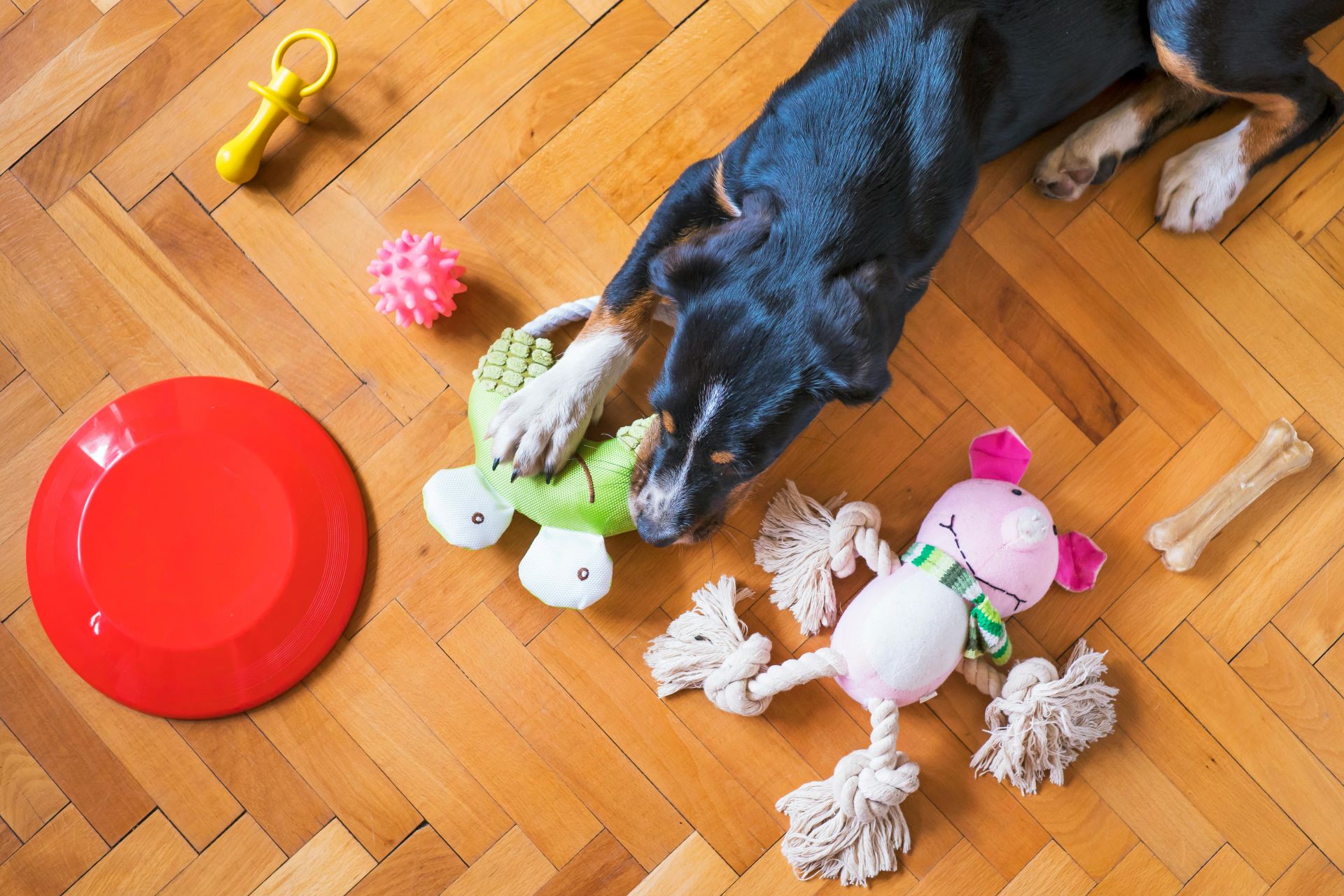 perro-juega-con-juguetes-para-perros